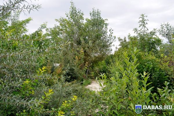 Dabasi Egyesített Óvodák