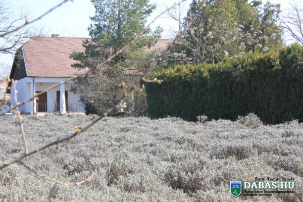 Levendulaház Közösségi Színtér-és Értéktár