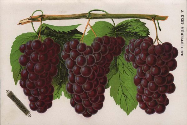 Székely József pályájának agrárgazdasági vonatkozásai