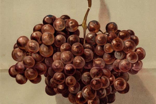 Székely József pályájának agrárgazdasági vonatkozásai