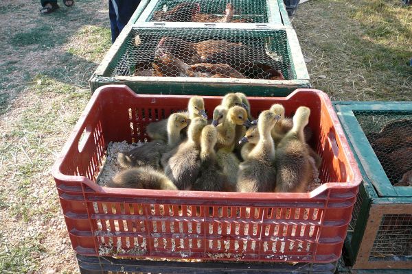 A felsődabasi vásár