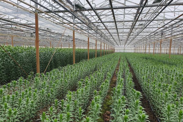 Az Eke Liliom Kertészet üvegházi vágott liliomai