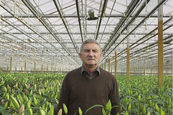 Az Eke Liliom Kertészet üvegházi vágott liliomai