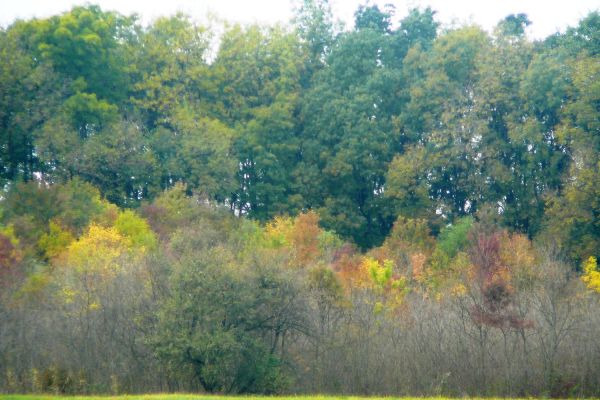 A Dabasi-turjános természetvédelmi terület