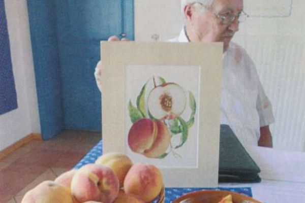 Metelka díjazottja őszibarack fajta