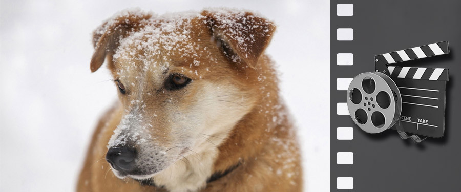 Kutya hideg van a háziállatoknak is