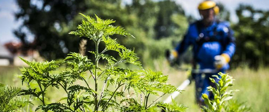 PARLAGFŰ-MENTESÍTÉS DABASON!!!