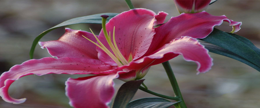 Dr. Eke Sándor liliomkertésszel, egyetemi docenssel, a Virágpaletta Értékesítő és beszerző Szövetkezet elnökével beszélgettünk