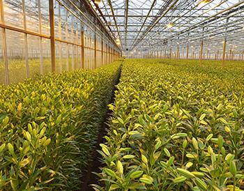 Az Eke Liliom Kertészet üvegházi vágott liliomai