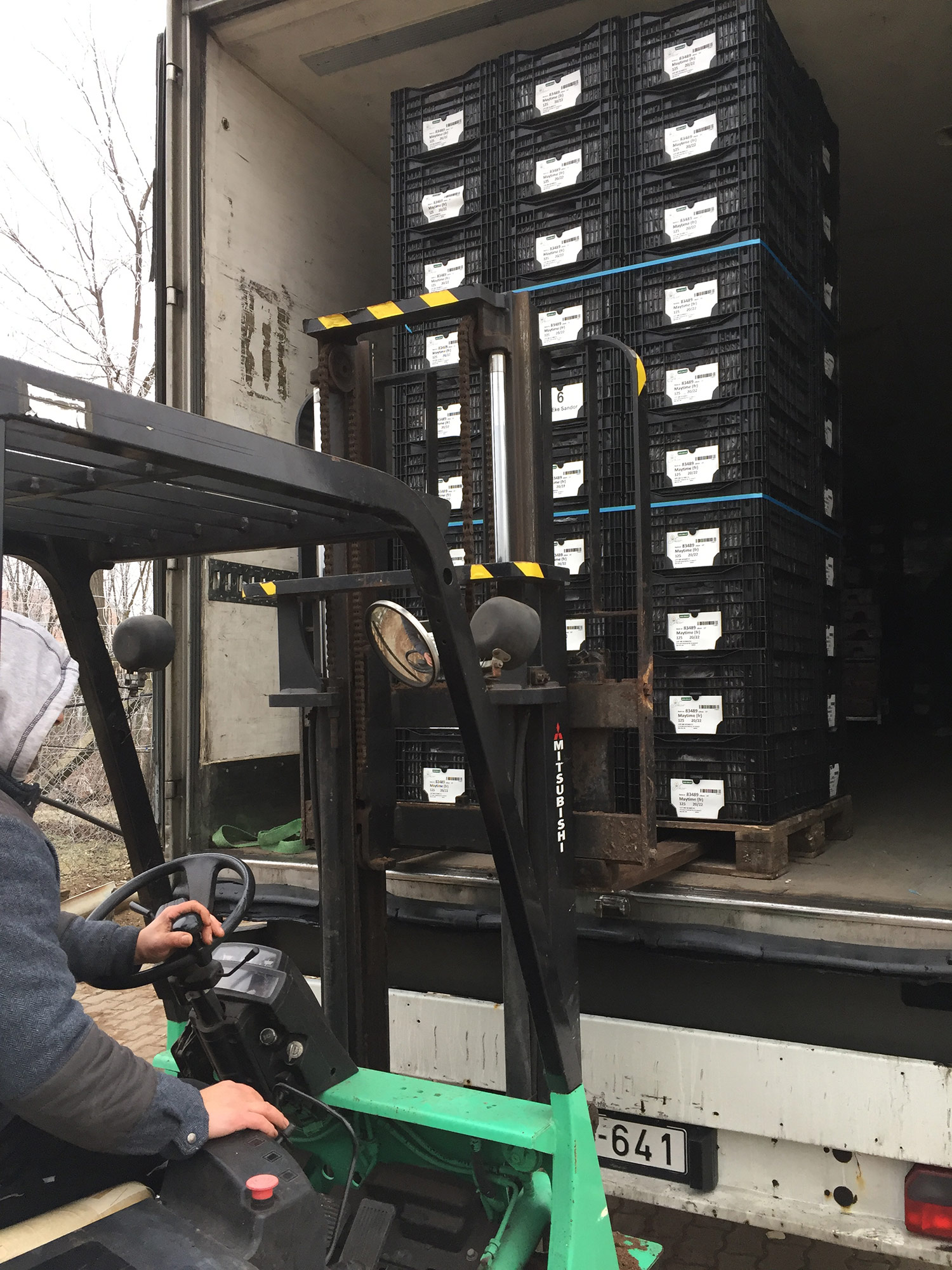 Az Eke Liliom Kertészet üvegházi vágott liliomai