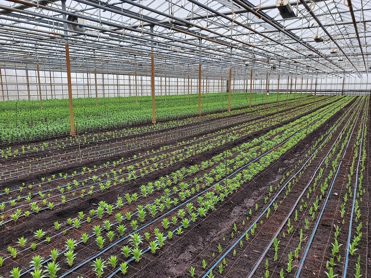 Az Eke Liliom Kertészet üvegházi vágott liliomai