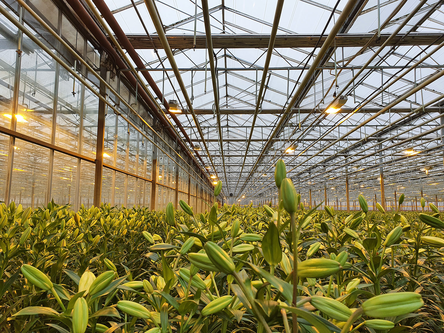 Az Eke Liliom Kertészet üvegházi vágott liliomai