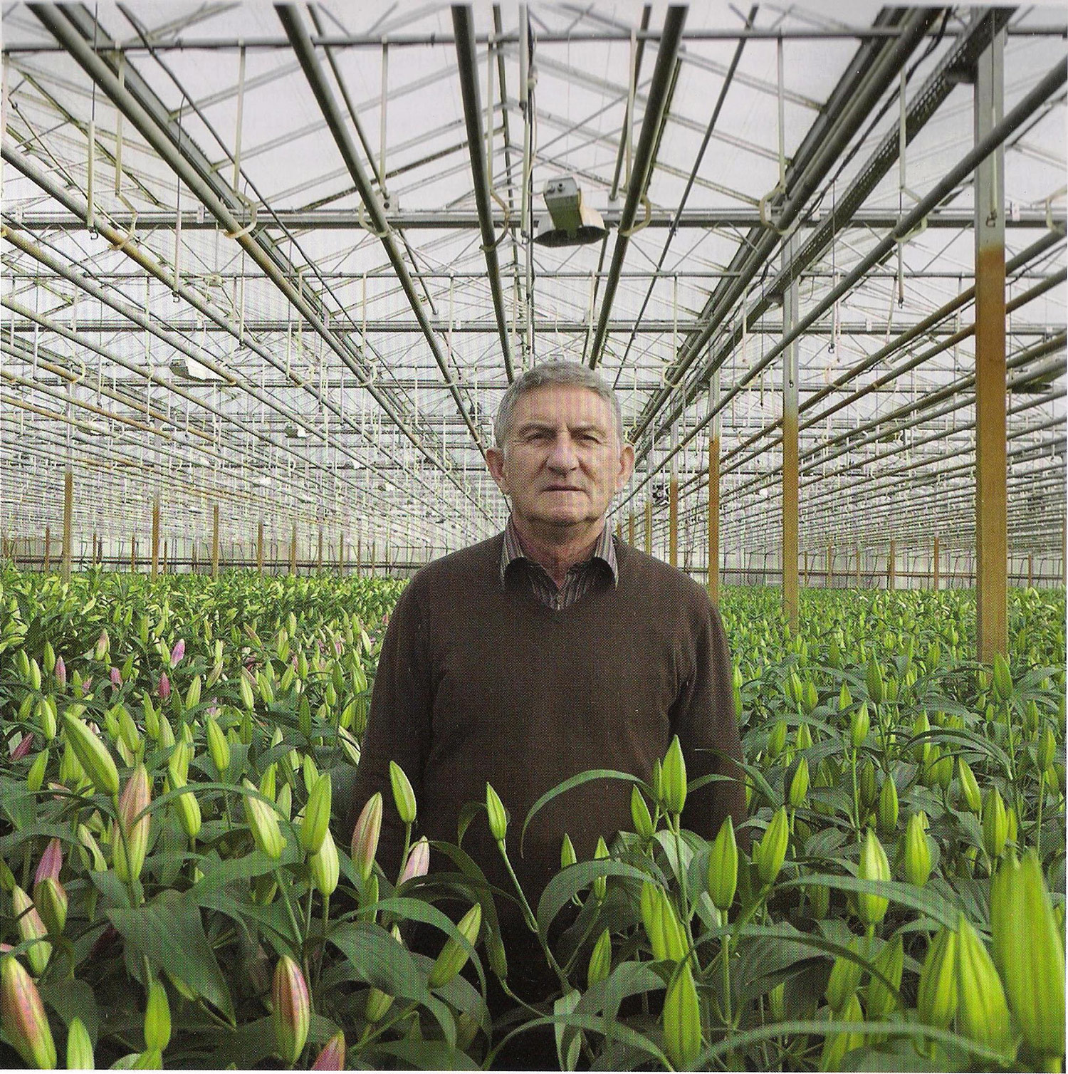 Az Eke Liliom Kertészet üvegházi vágott liliomai