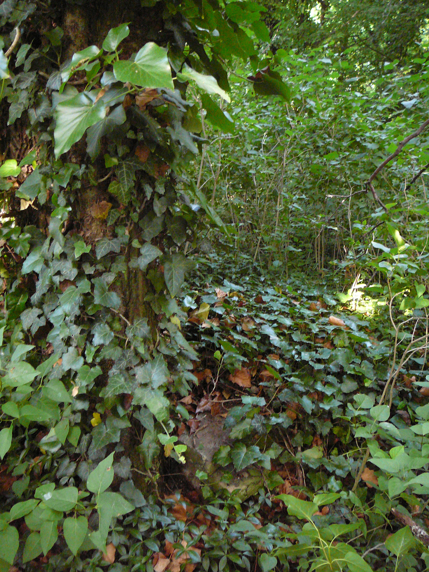 Tornóczi Lázár Zsigmond 1848/49-es hadnagy életútjának dabasi vonatkozásai