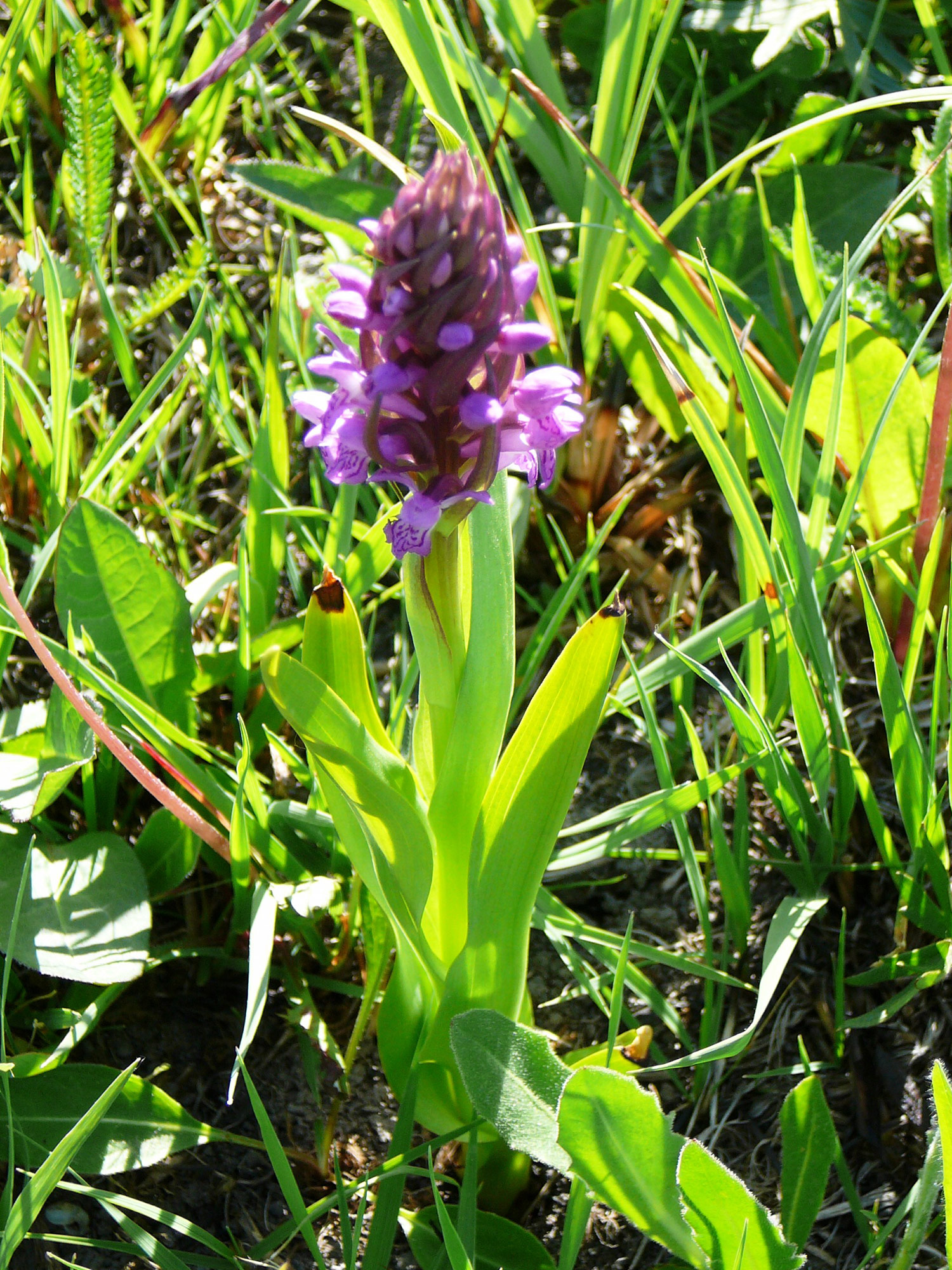 A Dabasi-turjános természetvédelmi terület